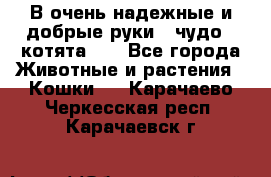 В очень надежные и добрые руки - чудо - котята!!! - Все города Животные и растения » Кошки   . Карачаево-Черкесская респ.,Карачаевск г.